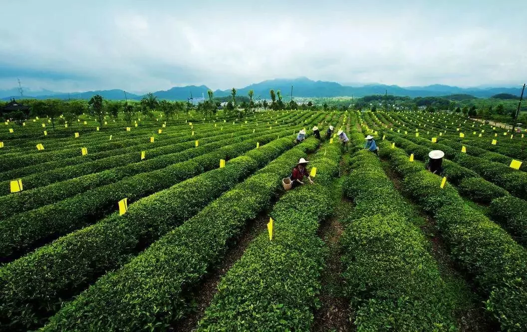 國家要重點建設1000個鄉村振興示范村鎮